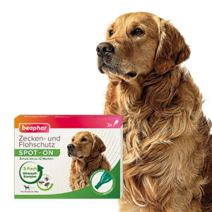 beaphar Zecken- und Flohschutz SPOT-ON 3 x 2 ml